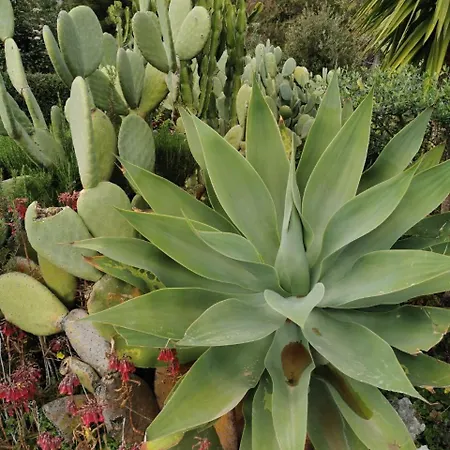 דירה Casa Mare E Sole Iun R2610 *