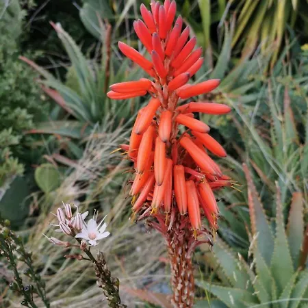 Casa Mare E Sole Iun R2610 קאלה גונונה