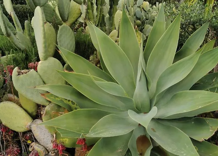 Apartmán Casa Mare E Sole Iun R2610 *